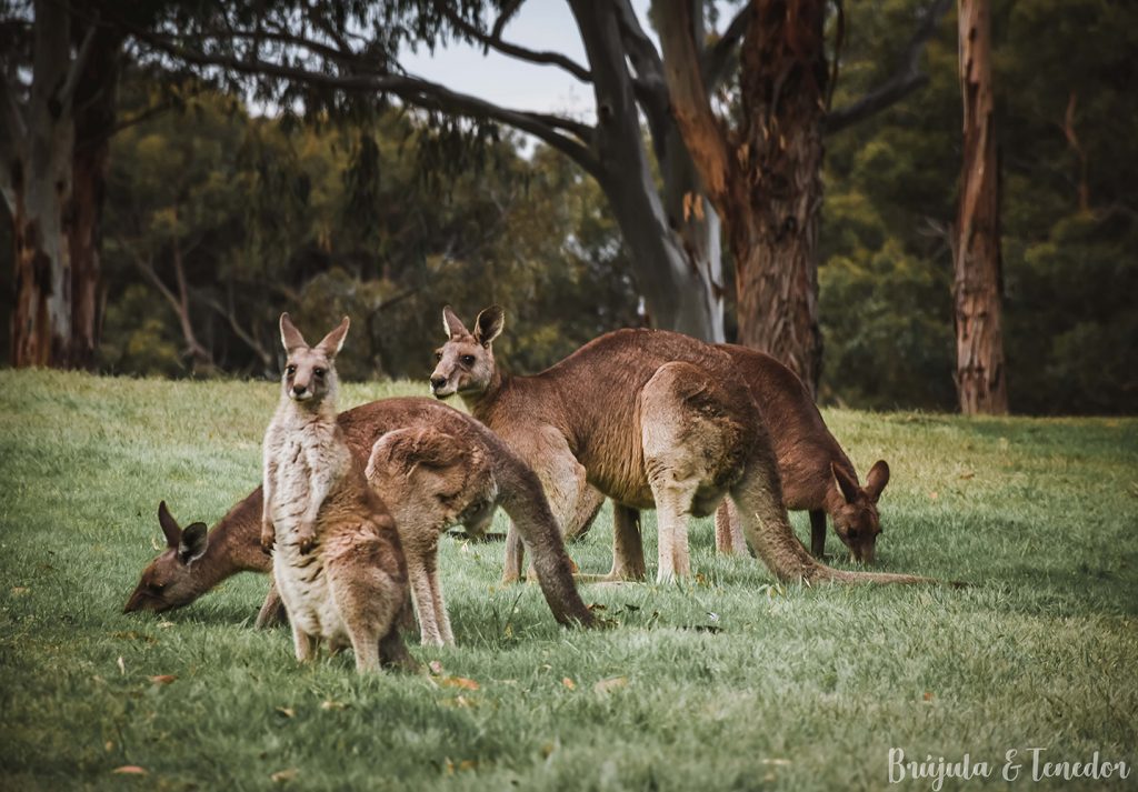 canguros y animales en australia