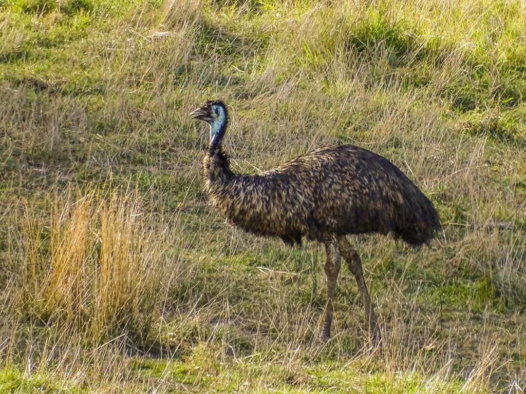 Emu en pastizales en Australia